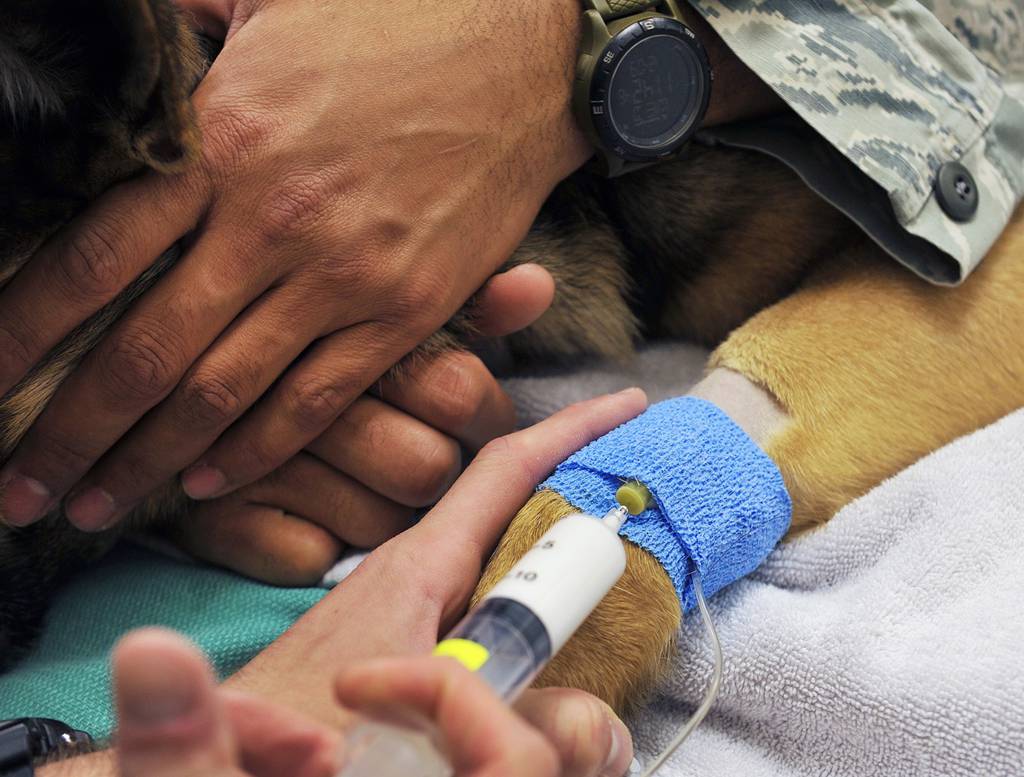 Animal testing debate pits injured veterans against dogs
