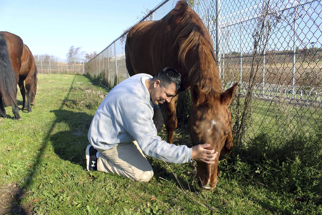 equine-assisted psychotherapy