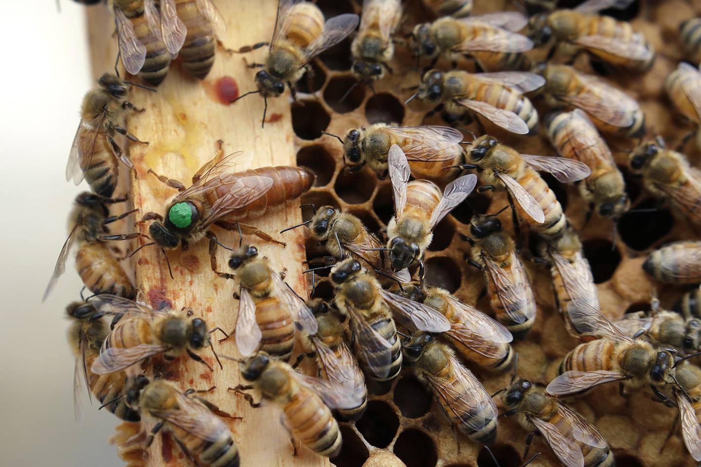 In this Aug. 7, 2019, photo, the queen bee (marked in green) and worker bees move around a hive at the Veterans Affairs in Manchester, N.H.