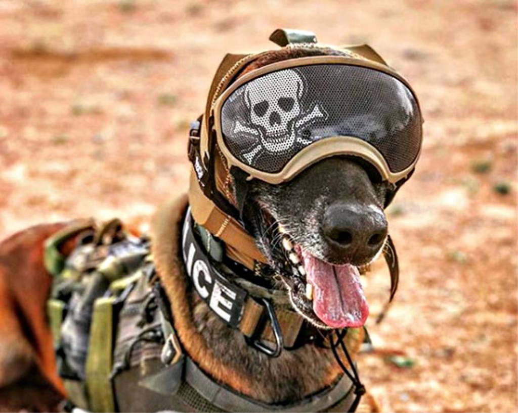 Собака в каске военной