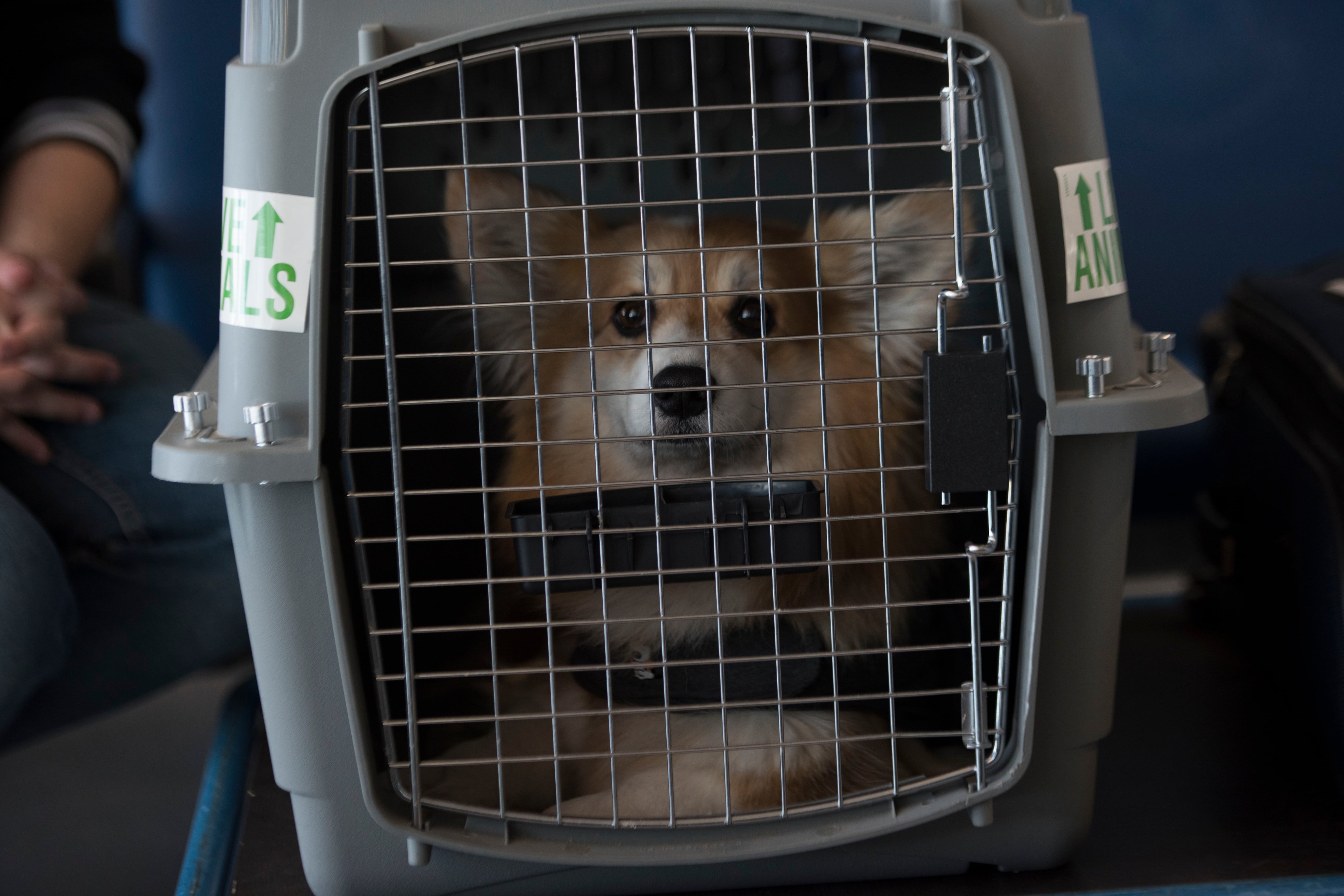 Continental airlines dog cargo discount