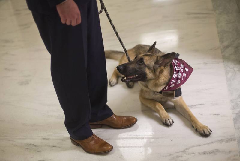 Service dogs help Iowa veterans, first responders