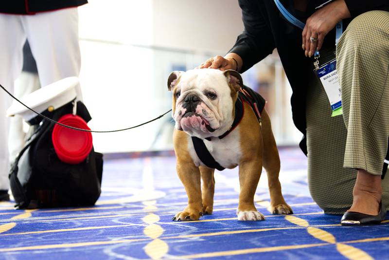 English bulldog Pfc. Chesty XVI, the U.S. Marine Corps mascot, receives some well-deserved attention at the Sea-Air-Space conference in National Harbor, Maryland, on April 4, 2023.