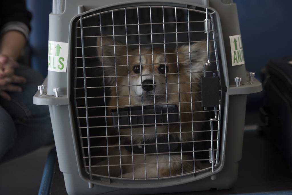 Continental new arrivals pet cargo