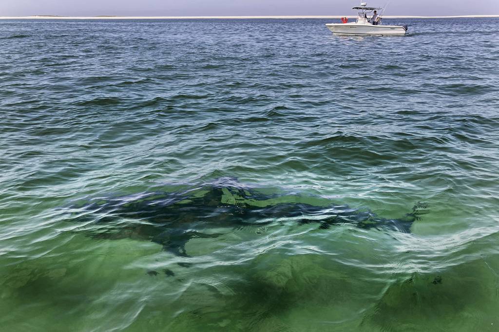 A white shark swims across a sand bar off the Massachusetts' coast of Cape Cod, Aug. 13, 2021.