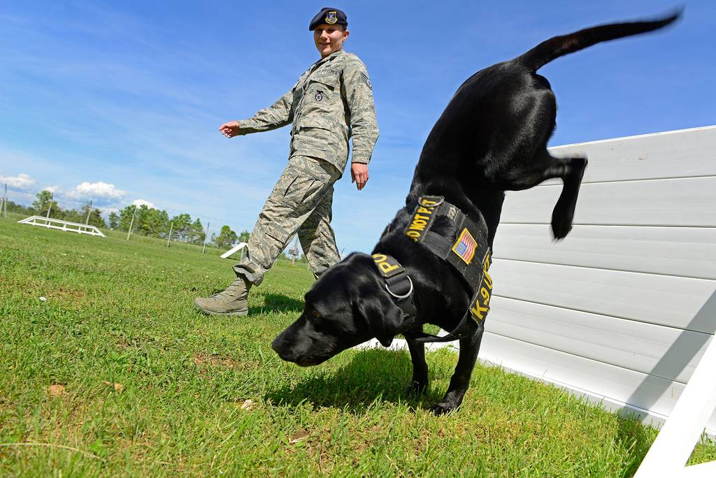 What it's really like to be a dog handler in the US military