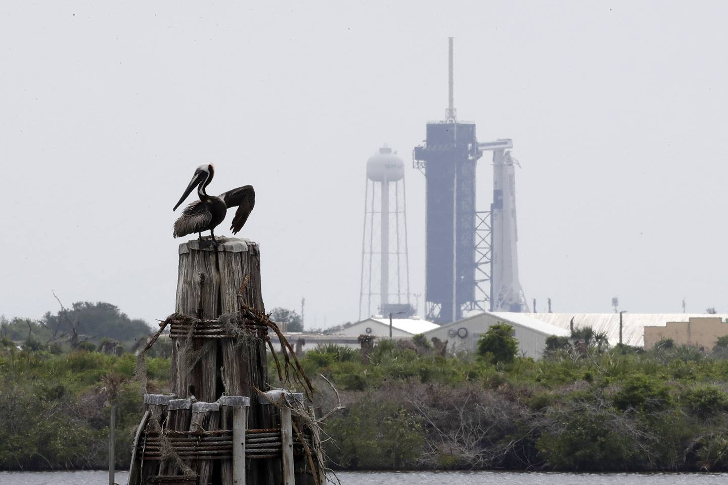 A pelican pauses on a barrier in front of the SpaceX Falcon 9, where NASA astronauts Doug Hurley and Bob Behnken in the Dragon crew capsule, will lift off from Pad 39-A at the Kennedy Space Center in Cape Canaveral, Fla., Wednesday, May 27, 2020.