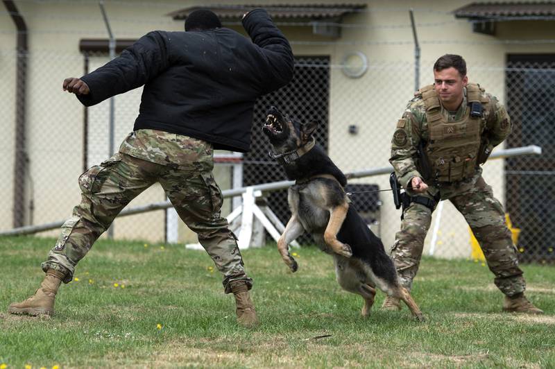 Air Force Senior Airman Victor Henderson, left, and Staff Sgt. Kyle Strobele, right, conduct training with Mike, a military working dog, at Spangdahlem Air Base, Germany, Aug. 1, 2019.