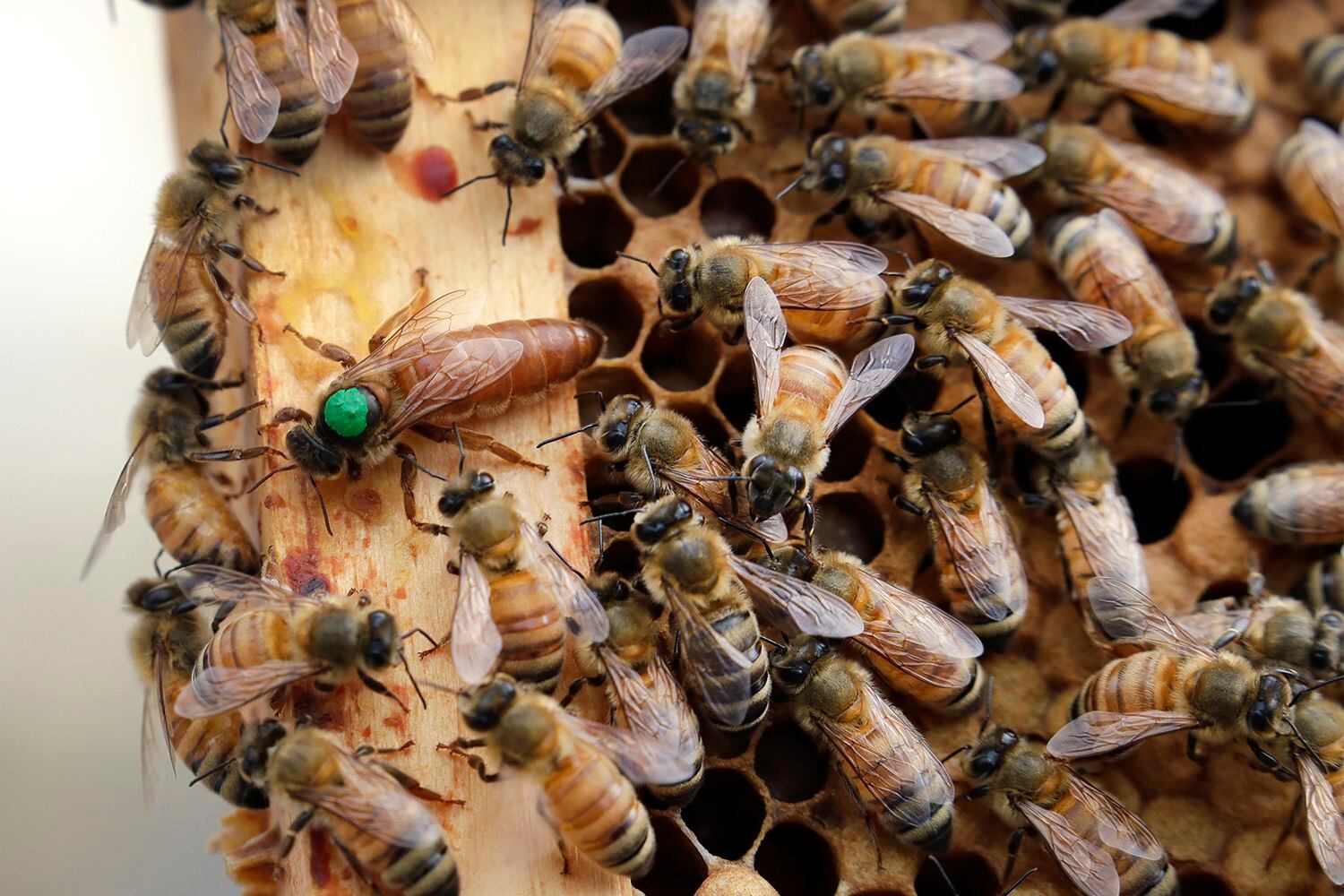 Beekeeping Is All the Rage. These Programs Can Help Veterans Get