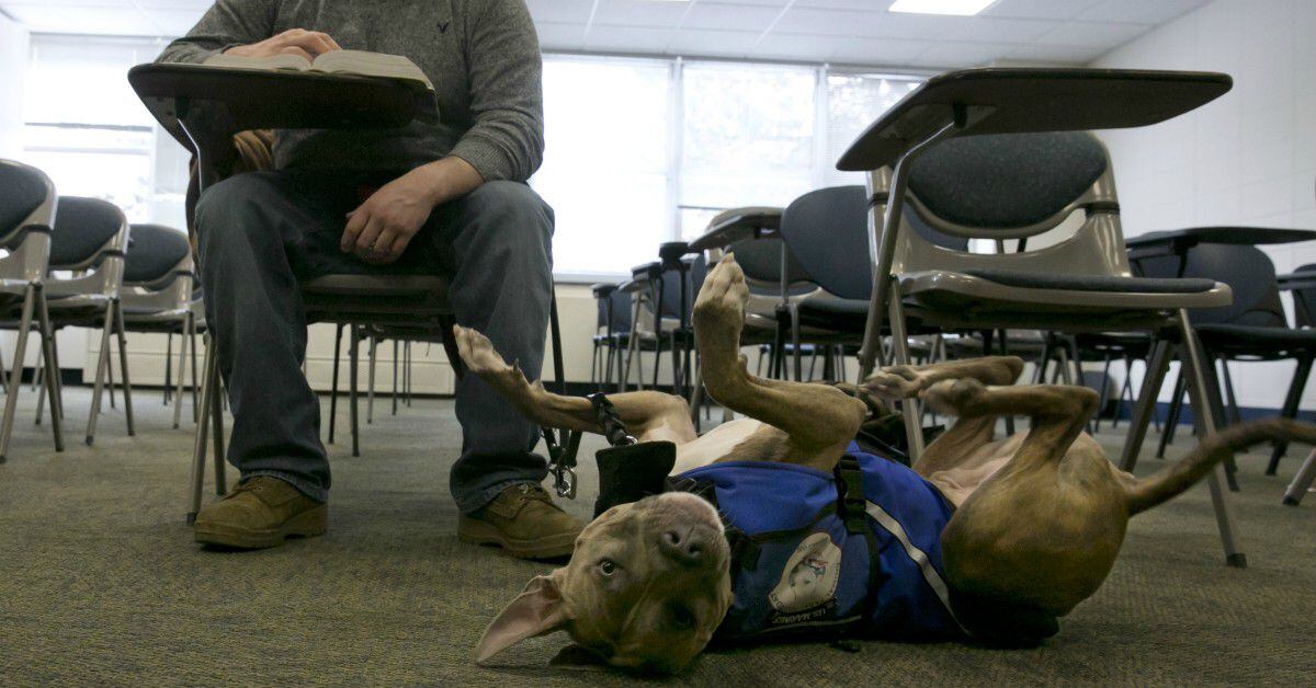 Why Are Dogs Used As Service Animals